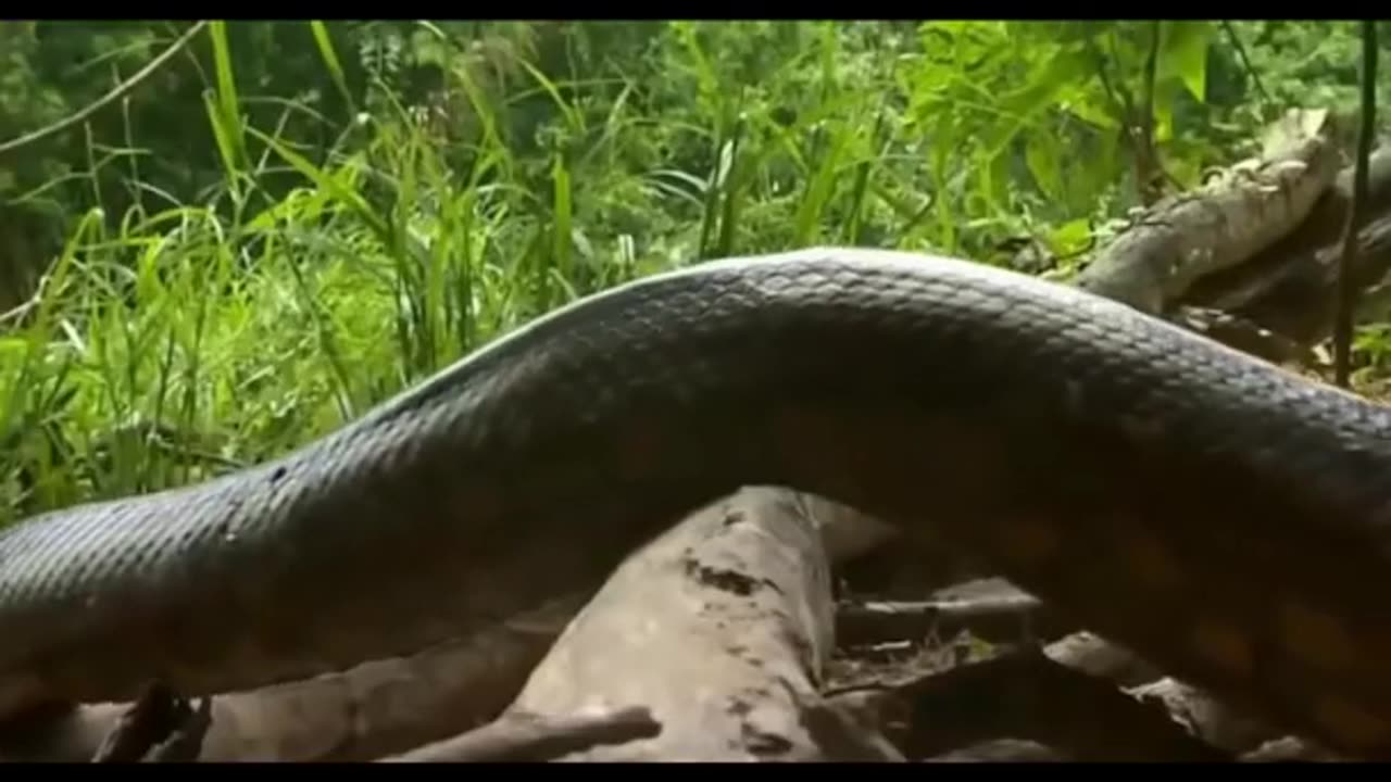 Amazing Giant Anaconda World s longest snake found in Amazon River #short #viral #snake #anaconda