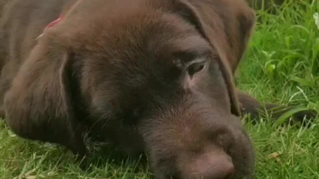 Cutest Labrador Puppy