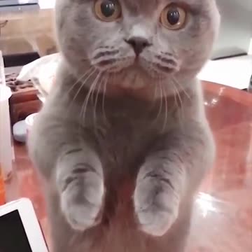 "Just Some Cats: Ultimate Cat Compilation for Cat Lovers"