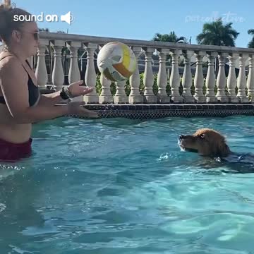 Dog Plays Volleyball With Pet Parent