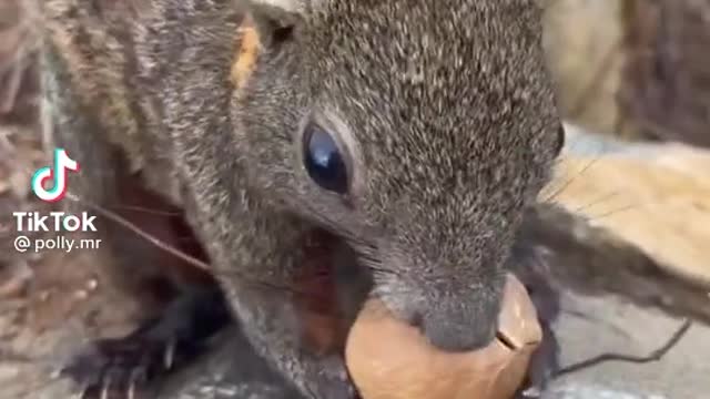 Squirrel eats a nut