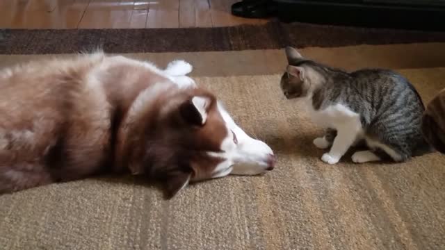 Cat bullies Husky ohh