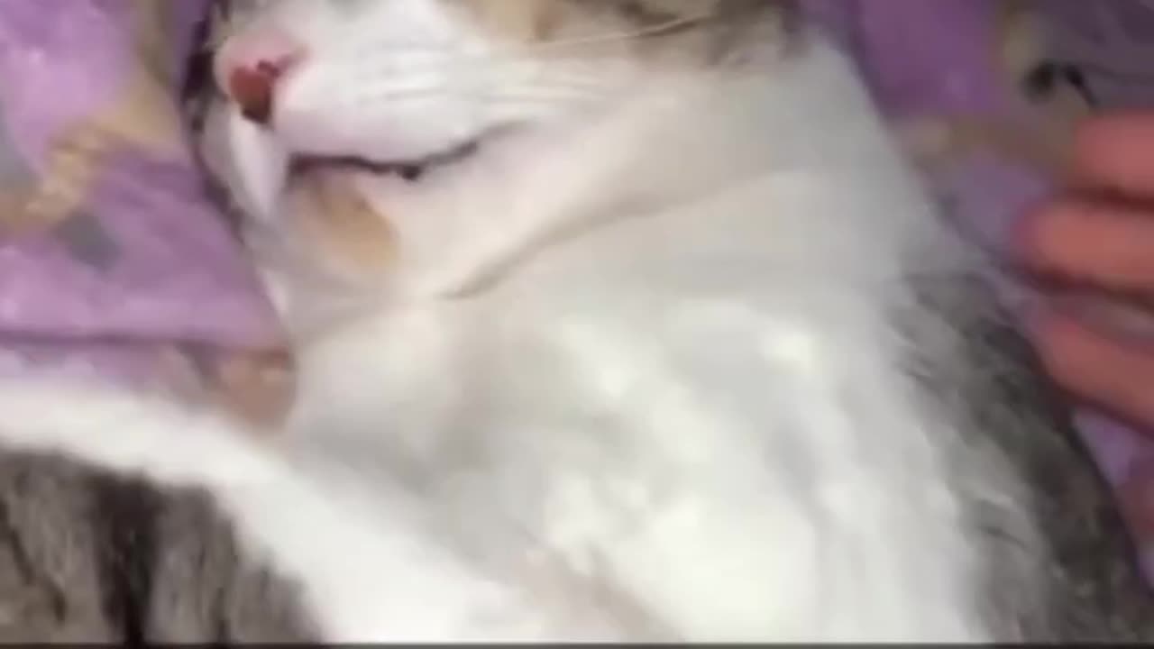 Funny and Cute Cats Videos #53