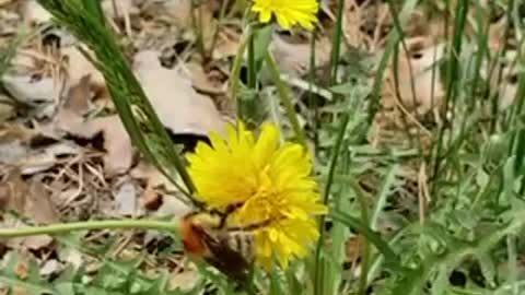 little bee picking nectar