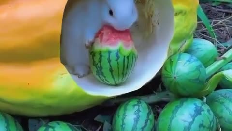 Most Beautiful 😍 Natural Eating 😋 Seen 😊#natute #viral #rumble