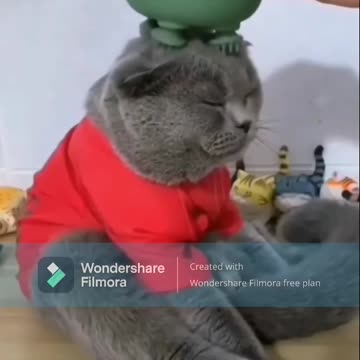 Best funniest cat Video