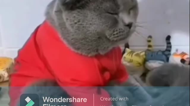 Best funniest cat Video