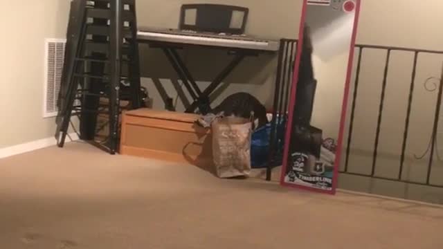 Girl touches black cat who jumps from box