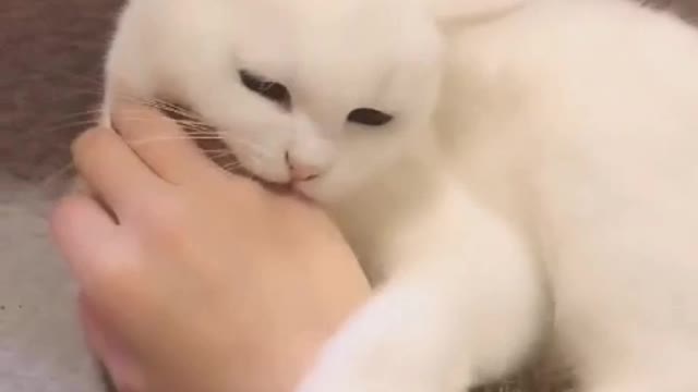 Like to be touched very small cat, cute and lovely, want to raise such a