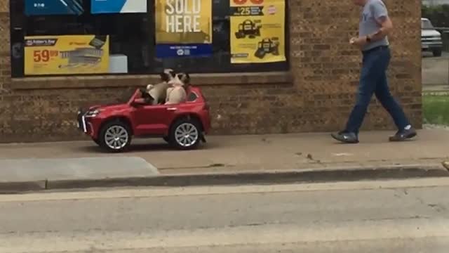 Pugs cruise down street in remote controlled car