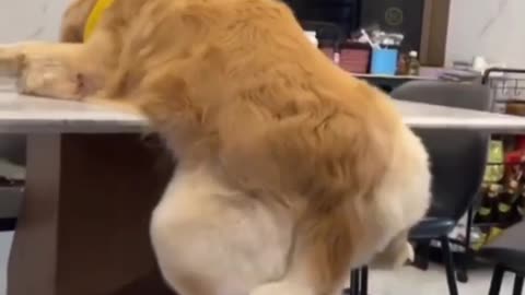 How can i get down now , funny dog viral video