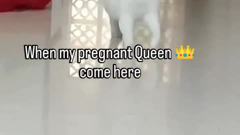 When my pregnant queen come here