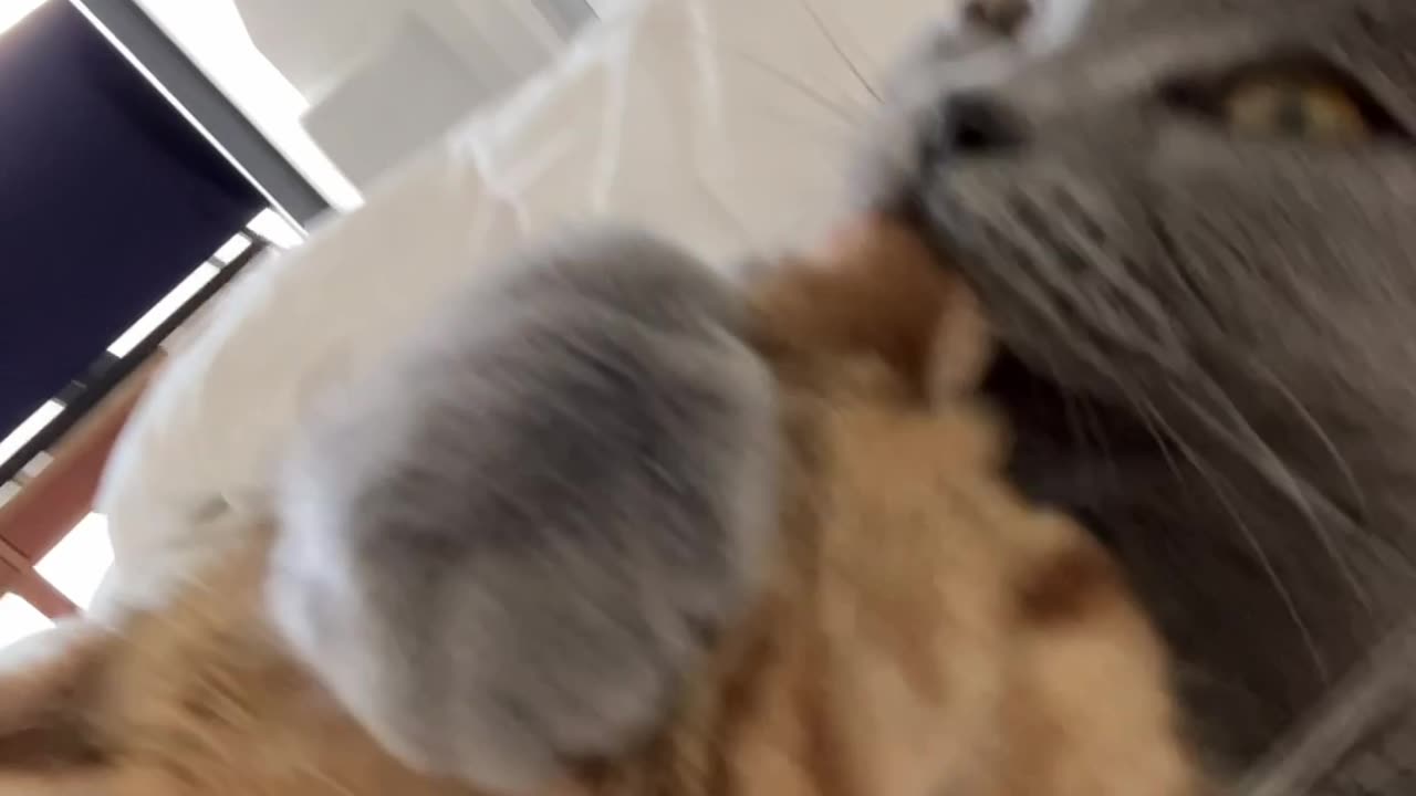 Cute Cat Video 🐱