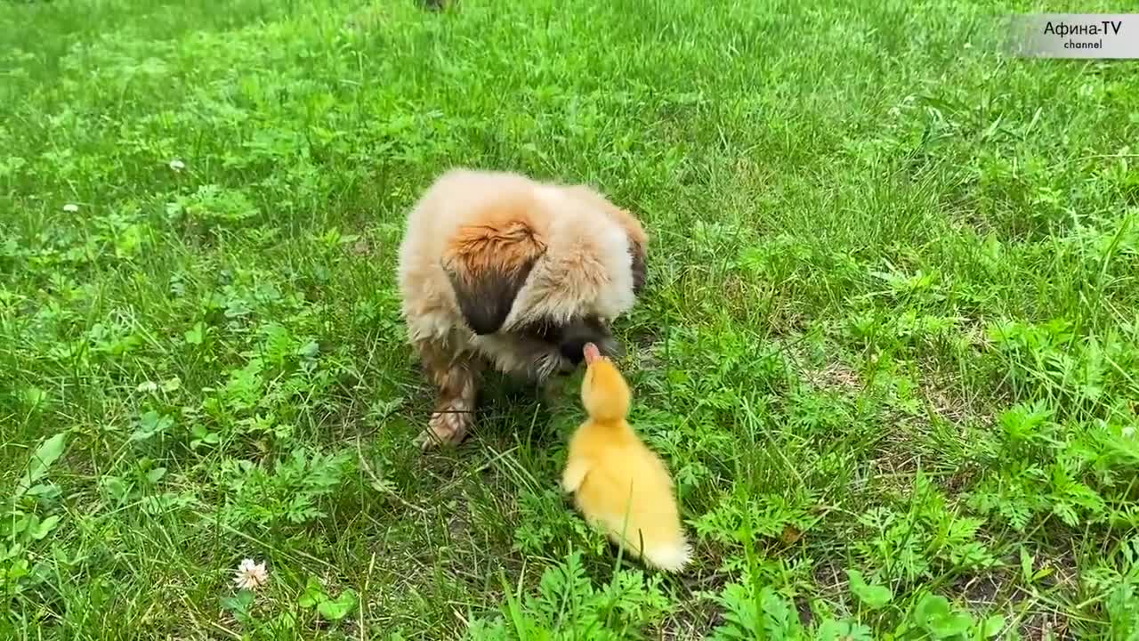 Pepper steals ducklings