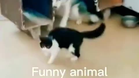 funny cats and dogs 😅