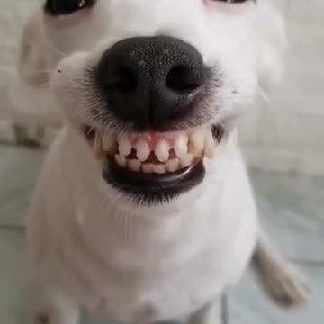 ×😍Adorable Dogs! - 2021 - Try not to Smile! 😍🐶🐕‍🦺