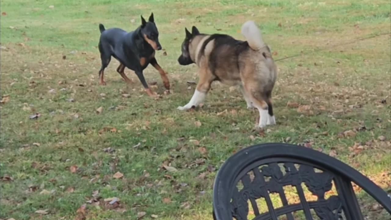 Akita vs Doberman Pinscher | Beautiful and flirtatious interaction!