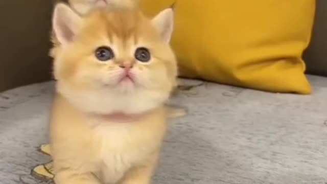 funny cat