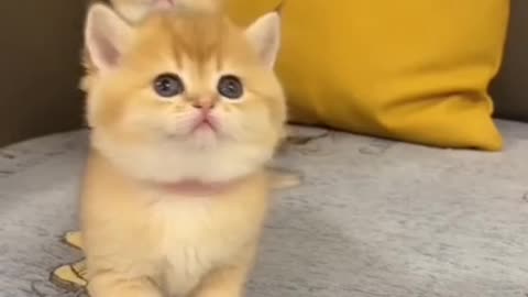 funny cat