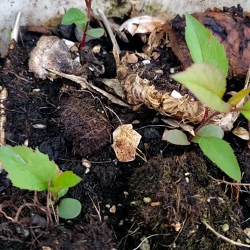 An apple seedling is from planting an apple seed in a plant pot filled with soil