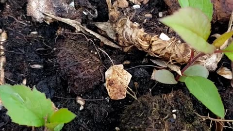 An apple seedling is from planting an apple seed in a plant pot filled with soil