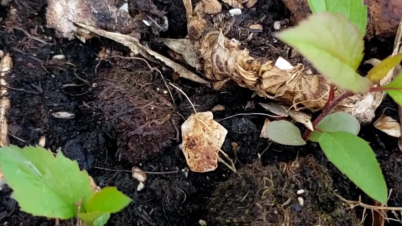 An apple seedling is from planting an apple seed in a plant pot filled with soil