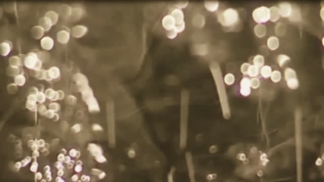 Vörös István ¬ Napszerelmesek