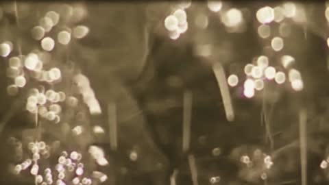 Vörös István ¬ Napszerelmesek