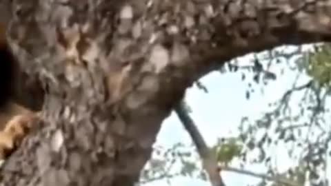 Tree Climbing male lion