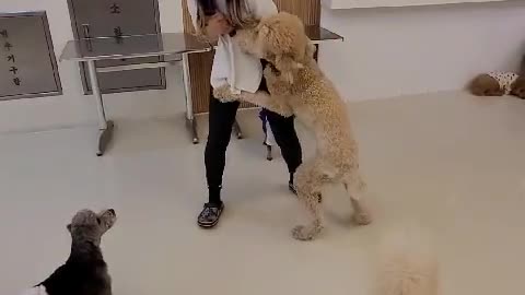 Man playing with a big dog