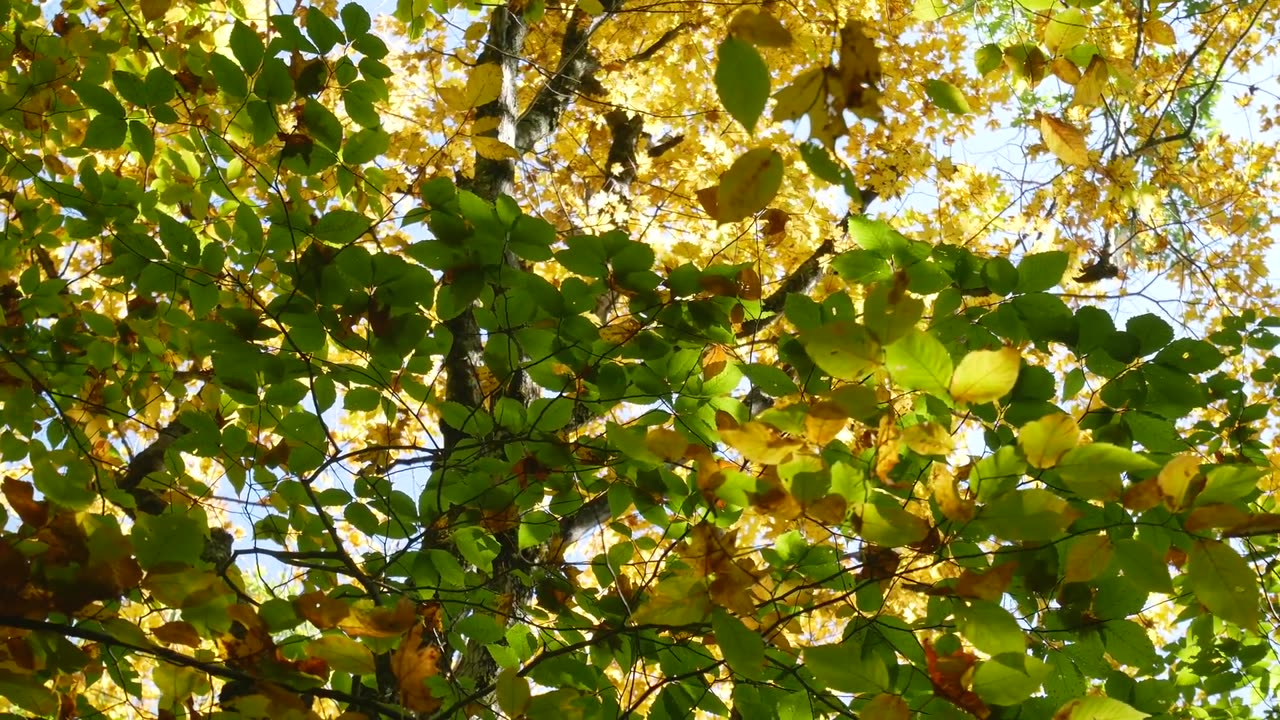 trees-looking-up