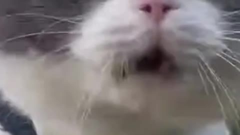 singing kitten