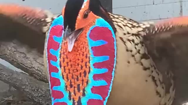 Beautiful bird sounds