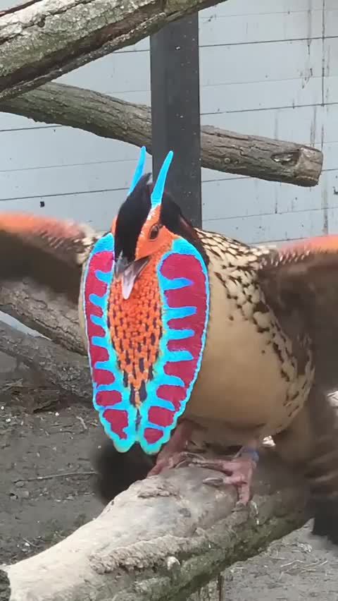 Beautiful bird sounds