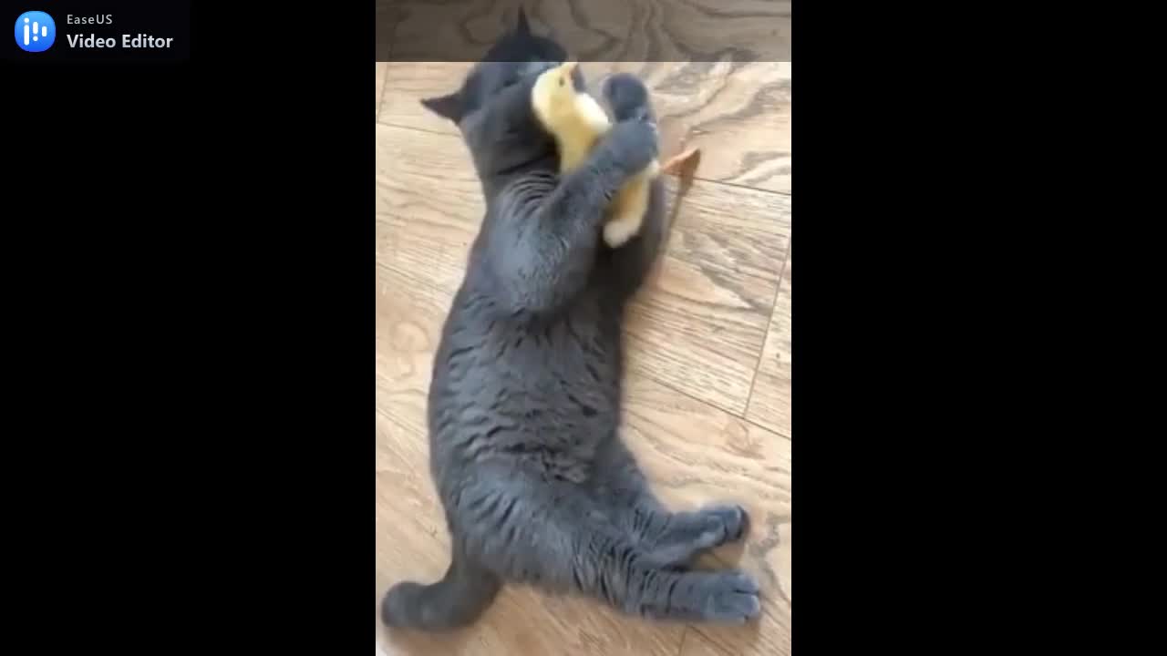 Cat cant agree to his baby duck to leave until he clean him well.mp4