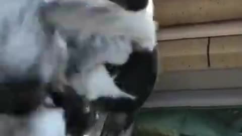 Violent Kitty Fight