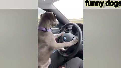 #this is the funniest videos of animals 🤣 😂