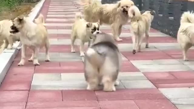 pets run and play funny dog