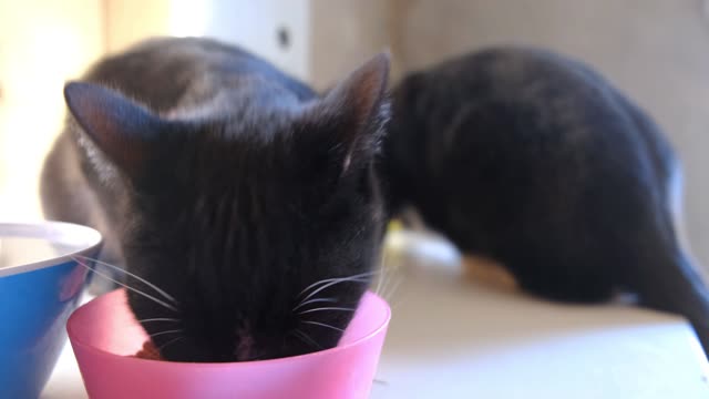 Gatinho negro papando.