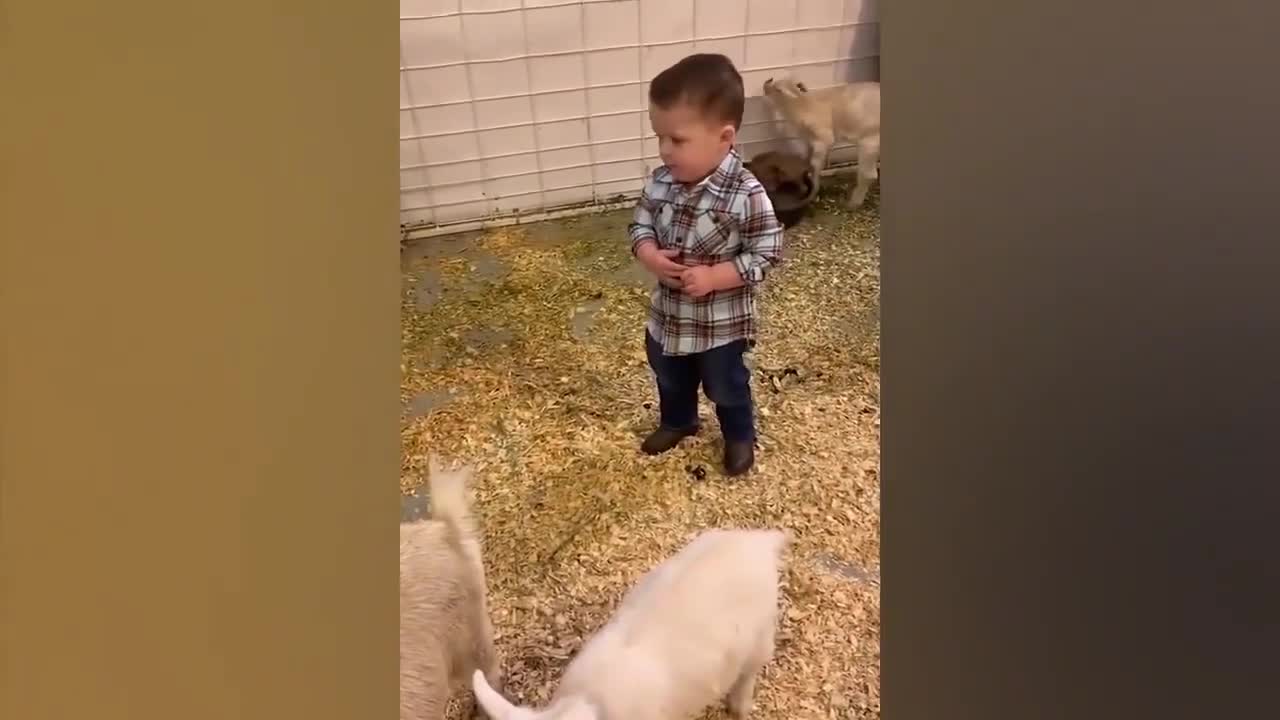 BEST OF TRY NOT TO LAUGH - Babies and Animals