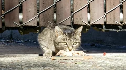 20240314 155913 CPACat1 Eating