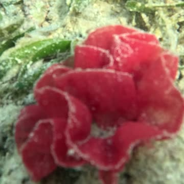 Dancing Beneath the Waves: Snorkeling with the Spanish Dancer Sea Slug