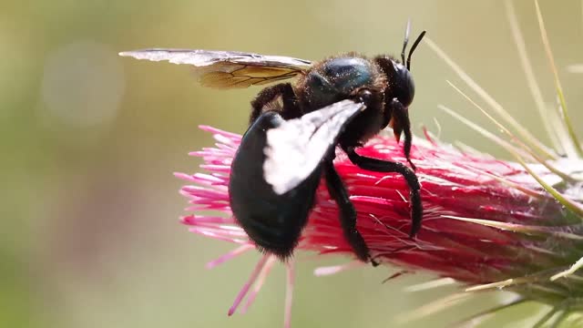Bee On A Flower