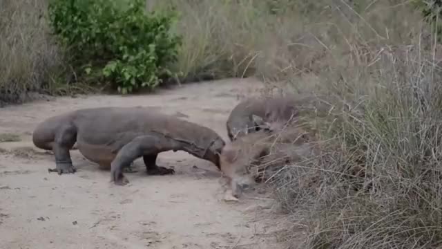 Komodo Dragon Hunting Deer-Live Eating_Cut.mp4