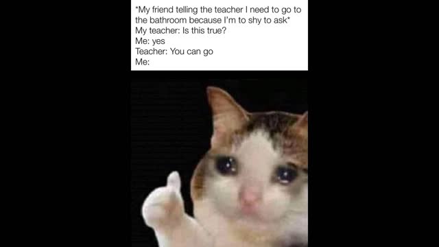 SAD BUT ADORABLE CAT MEMES