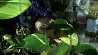 My Crested Gecko is so ungrateful!
