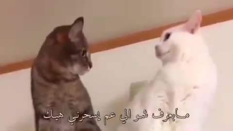 funny love story between cats