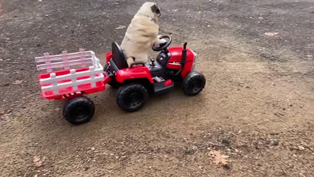 Tango the Pug Works Hard on Toy Tractor