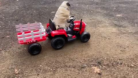 Tango the Pug Works Hard on Toy Tractor