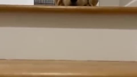 Funny Dog Will Brighten Your Day!